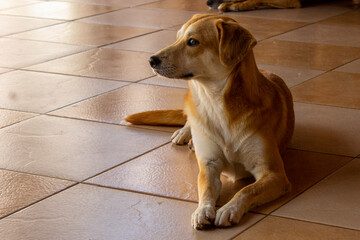 dog sitting on the floor cachorro caramelo brasil 
caramel dog br dog turns can 
pet Shop pry