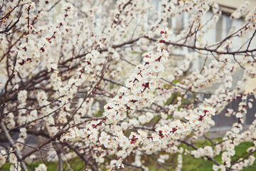 Selective focus of beautiful branches of white Cherry blossoms on the tree under blue sky, Beautiful Sakura flowers during spring season in the park, Floral pattern texture