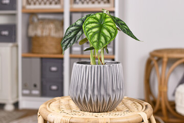 Topical 'Alocasia Baginda Dragon Scale' houseplant in flower pot  on table in boho stylev living room
