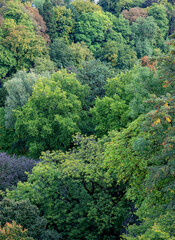 Fototapeta na wymiar Background texture of green trees in the park of Luxembourg