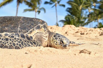 Sea Turtle Kauai
