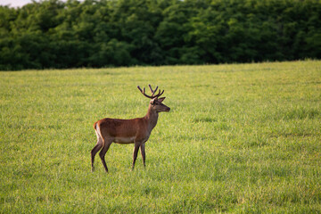Red deer ( Cervus elaphus ) male with growing antlers in meadow during warm summer evening with lot of green grass. Wildlife shots from wild nature. 