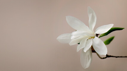 Banner of a large white flower of the star magnolia, known also as a magnolia stellata, background of star magnolia - 562527346