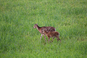 Mouflons ( Ovis musimon ) with small young mouflons in meadow during warm summer evening with full of grass and food. Cute young animals in wild nature