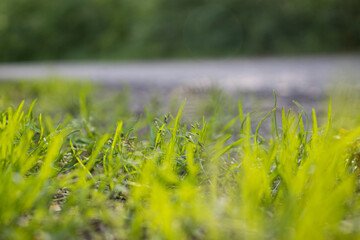 Grass near the road nature background