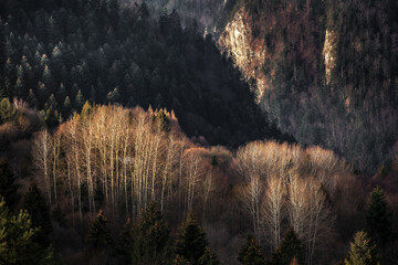 Birch forest on the steep  hill in Pieniny Mountains, Poland