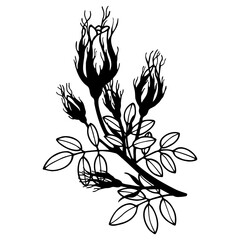 Rose buds, bouquet, branch. Vector stock illustration eps10. Outline, isolate on white background. Hand drawn.