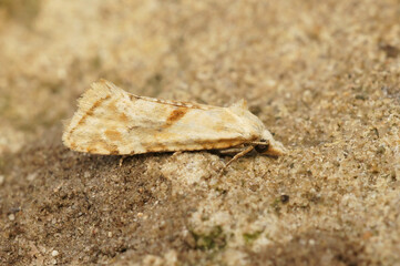 Closeup on the straw conch micro moth, Cochylimorpha straminea, sitting on a stone