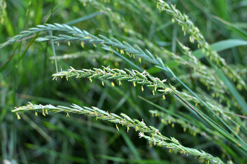 In the meadow growing cereal plant grass Elymus repens