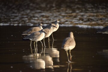 Shorebirds