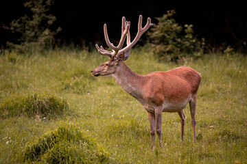 Red deer during summer with growing antlers in meadow near forest, wildlife shot of beautiful animal, close up view. 