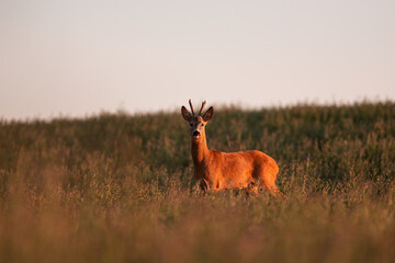 Roe deer ( Capreolus capreolus ) during rut in wild nature. Hunting season. Wild male roe deer in nature during warm evening sunset. Usefull for hunting magazines, news.