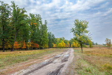 Fototapeta na wymiar View of an autumn country road passing through a wooded area and reeds, rural houses and a cloudy sky in the background. Puddles on the road. Lights and colors of trees of calm early autumn.