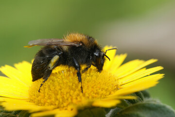 Closeup on an unusual dark form of the brown banded bumblebee, Bombus pascuorum moorselensis