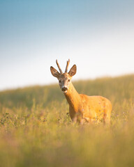 Roe deer ( Capreolus capreolus ) during rut in wild nature. Hunting season. Wild male roe deer in nature during warm evening sunset. Usefull for hunting magazines, news.