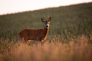 Roe deer ( Capreolus capreolus ) during rut in wild nature. Hunting season. Wild male roe deer in nature during warm evening sunset. Usefull for hunting magazines, news.