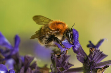 Closeup on a Brown banded carder bumblebee, Bombus pascuorum, on a purple flower in the garden