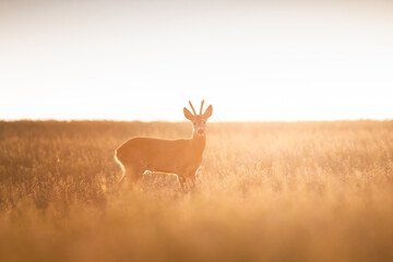 Roe deer ( Capreolus capreolus ) during rut in wild nature. Hunting season. Wild male roe deer in...