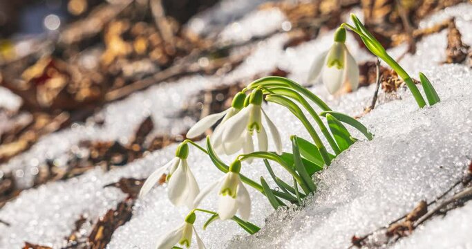 Snowdrop flowers blooming in sunny spring forest nature and snow melting fast in Time lapse background 4k UHD