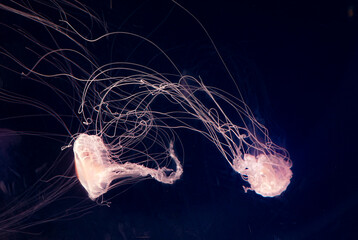 jellyfish in aquarium