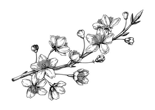 Cherry blossom sketch in engraved style. Flowering branch with flowers and leaves. Black contoured sakura drawing. Botanical vector illustration of spring tree isolated on white background