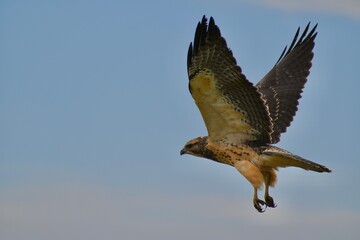 Swainson's hawk