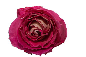 Pink Rose isolated on white