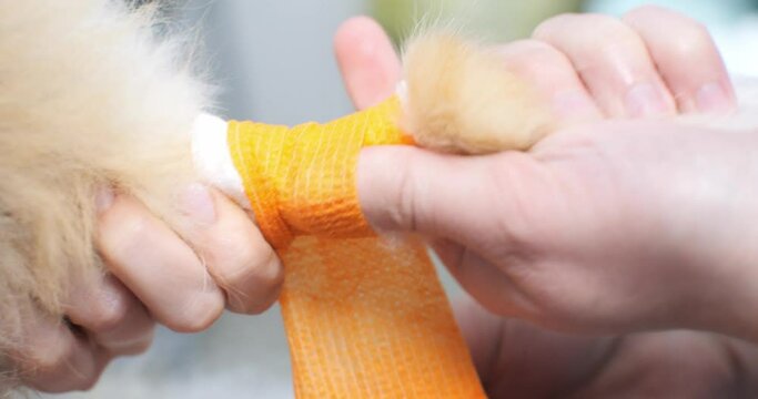 A doctor bandages a dog's paw after taking a blood sample from a vein in a veterinary clinic. The veterinarian carefully wraps the pet's paw with a bandage.