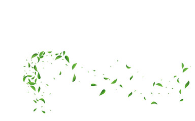 Grassy Leaf Fresh Vector White Background Design.