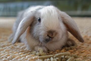 b&eacute;b&eacute; lapin b&eacute;lier