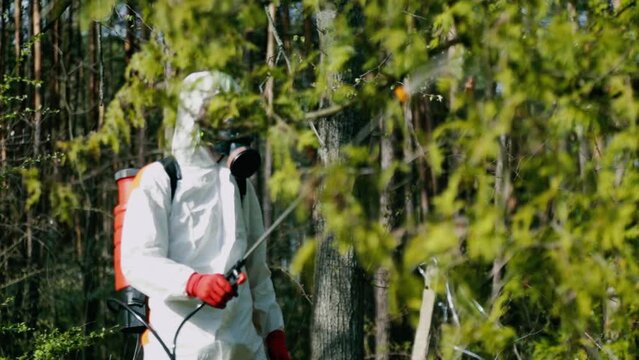 Disinfection service worker in protection suit and safety respirator sprinkles green trees with tick repellent in spring forest