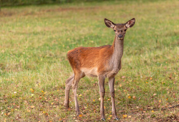 Naklejka na ściany i meble Young deer grazing in a meadow in autumn