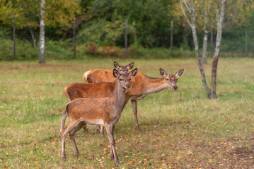 Young deer grazing in a meadow in autumn