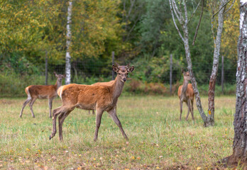 Young deer grazing in a meadow in autumn