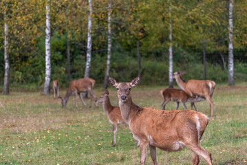 Young deer grazing in a meadow in autumn