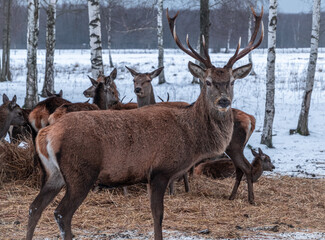 Majestic red deer in winter