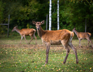 Young deer grazing in a meadow in autumn