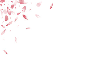 Transparent Peach Petal Vector White Background.