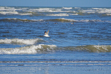 mouette volant au dessus de la mer
