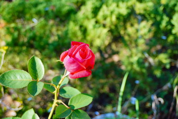 Beautiful red rose flower and green leaf on the vine in the winter of Florida
