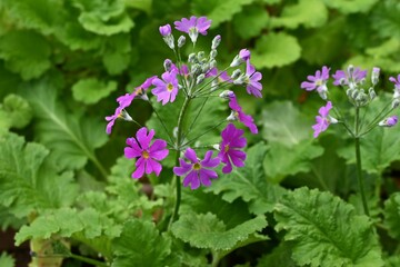 Japanese primrose flowers. Primulaceae perennial plants. Pink or white flowers bloom from April to May.