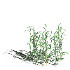 wild field grass with a shadow under it, isolated on white background, 3D illustration, cg render