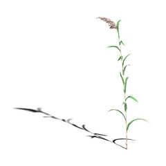 wild field grass with a shadow under it, isolated on white background, 3D illustration, cg render