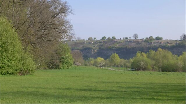 G&auml;nse auf Wiese vor Felsen mit Weinbergen