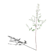 wild field grass with a shadow under it, isolated on a transparent background, 3D illustration, cg render
