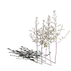 wild field grass with a shadow under it, isolated on a transparent background, 3D illustration, cg render
