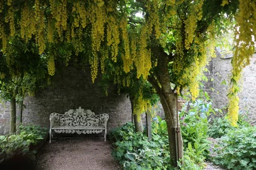 Velvet curtains Garden Kincardine Castle gardens - Kincardine O’Neil - Aberdeenshire - Scotland - UK