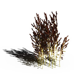 wild field grass with a shadow under it, isolated on a transparent background, 3D illustration, cg render
