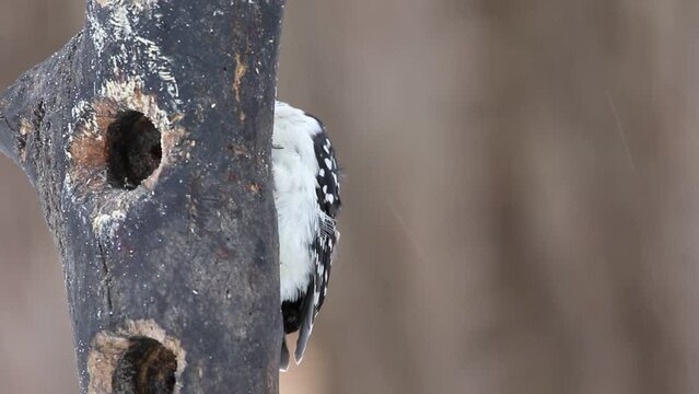 un pic chevelu femelle &agrave; une mangeoire en hiver	