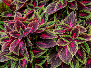 beautiful botanical shot, natural wallpaper